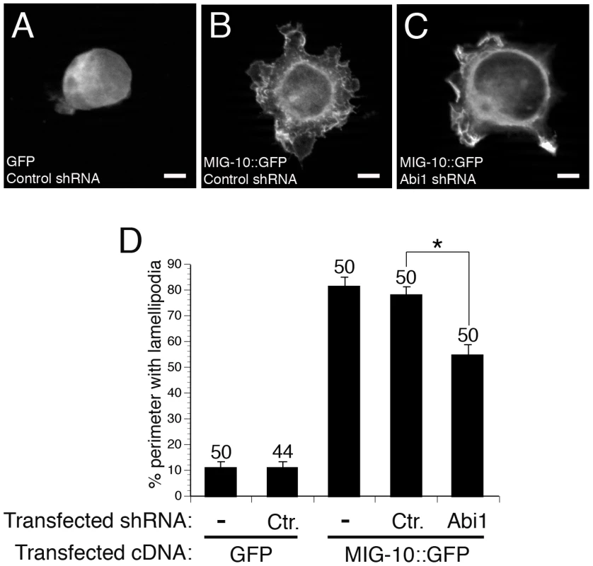 ABI-1 mediates the lamellipodia-forming activity of MIG-10 in cultured HEK293 cells.