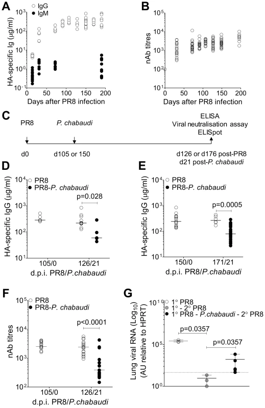 Loss of pre-established Influenza-specific humoral immunity after infection with <i>P. chabaudi</i>.