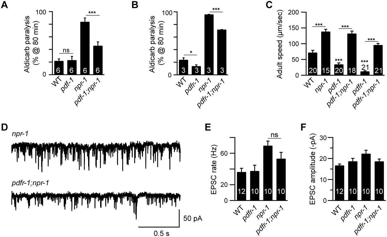 Inactivating PDF signaling does not prevent aroused locomotion in <i>npr-1</i> adults.
