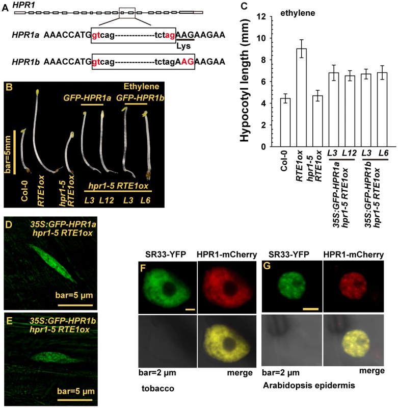 <i>HPR1</i> produces 2 transcripts and HPR1 subcellular localization.
