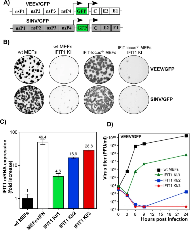 IFIT1 inhibits replication of alphaviruses in a concentration-dependent mode.