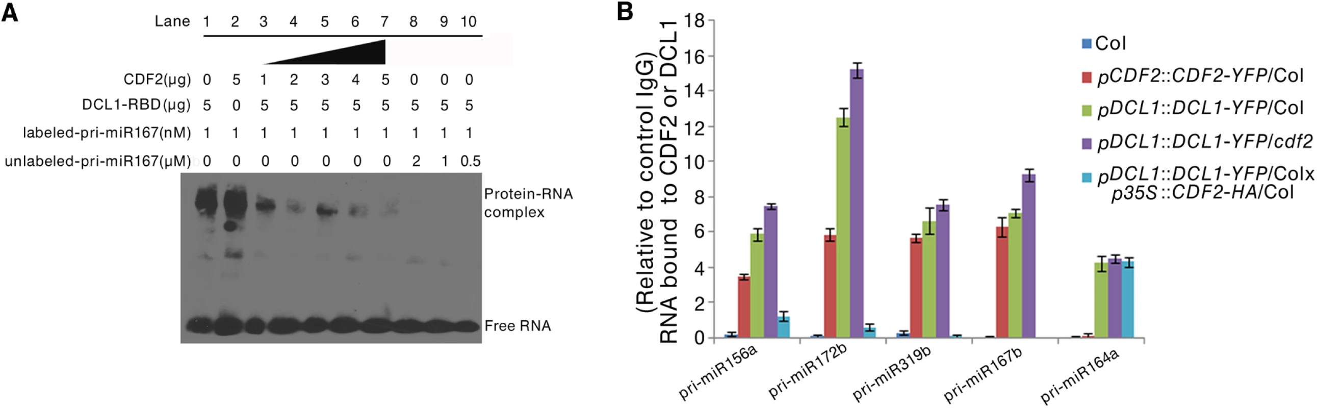 CDF2 binds to pri-miRNAs and affects the binding of DCL1 to pri-miRNAs.
