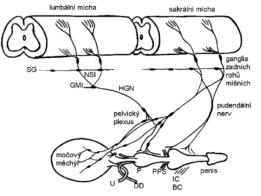 Schéma zobrazující sympatickou, parasympatickou a somatickou inervaci dolních močových cest (4)
Sympatická preganglionární vlákna vycházejí z lumbální míchy a procházejí řetězcem sympatických ganglii (SG) a dále přes nervus splanchnicus inferior (NSI) k dolnímu mesenterickému gangliu (GMI). Preganglionární a postganglionární sympatické axony poté vstupují cestou hypogastrického nervu (HGN) do pelvického plexu a urogenitálních orgánů. 
Parasympatické preganglionární axony vycházející ze sakrální míchy probíhají pelvickým nervem do ganglionárních buněk pelvického plexu nebo distálních orgánových ganglií. Sakrální somatická vlákna procházejí pudendálním nervem, který inervuje penis a musculus ischiocavernosus (IC), bulbocavernosus (BC) a příčně pruhovaný svěrač (PPS). Do pudendálního a pelvického nervu vedou také postganglionární axony z kaudálních sympatických ganglií.
Zkratky: ureter (U), prostata (P), ductus deferens (DD).
