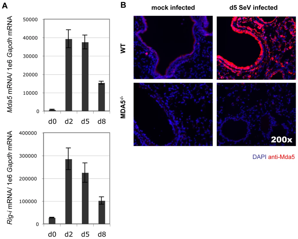 Infection with SeV results in induction of antiviral sensor expression.