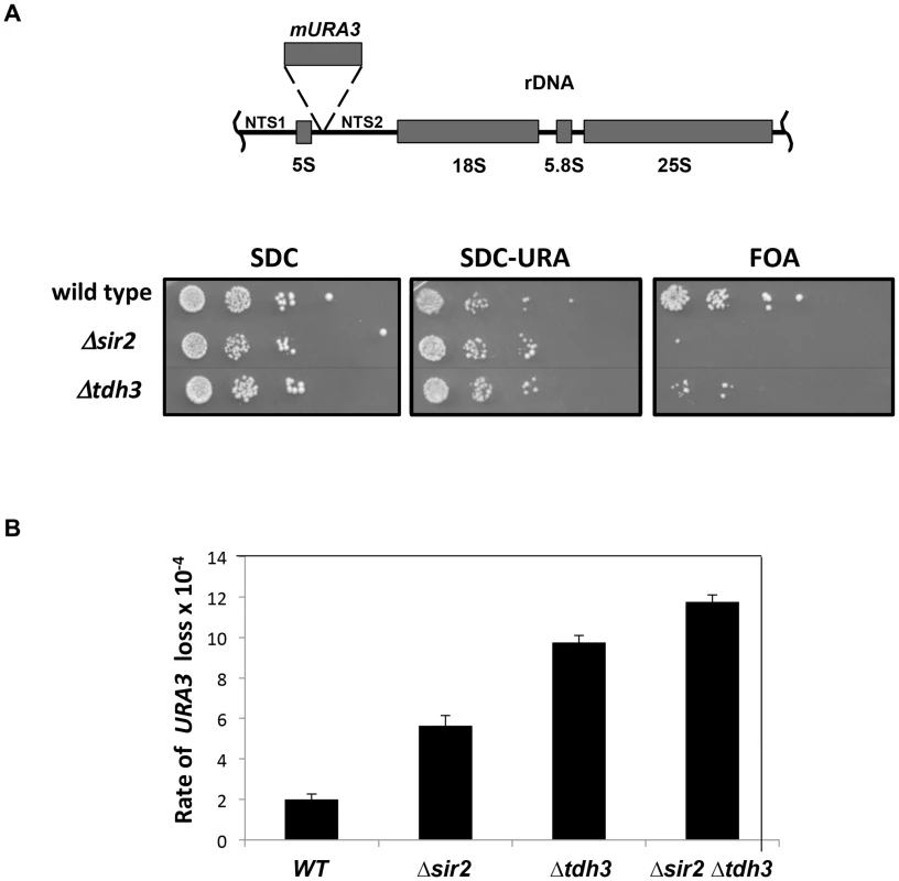 Tdh3 regulates silencing and recombination at the rDNA repeats.