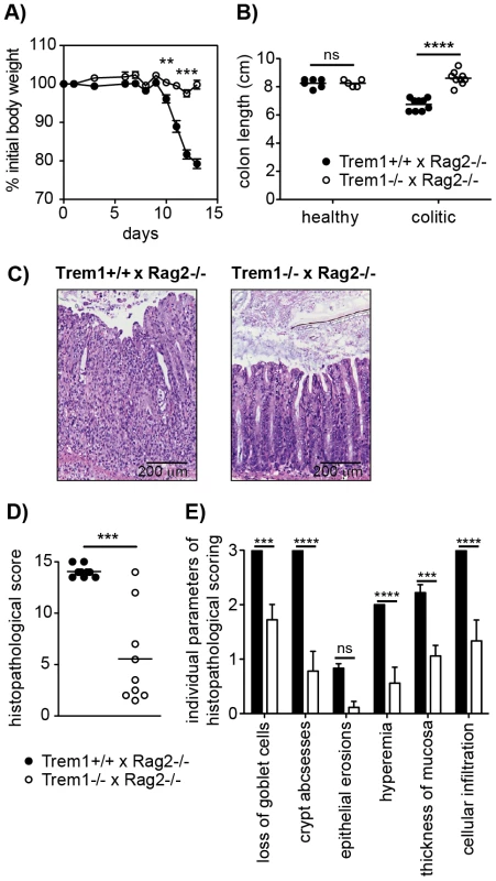 <i>Trem1<sup>−/−</sup> x Rag2<sup>−/−</sup></i> mice are protected from a CD4<sup>+</sup> T cell-induced colitis.