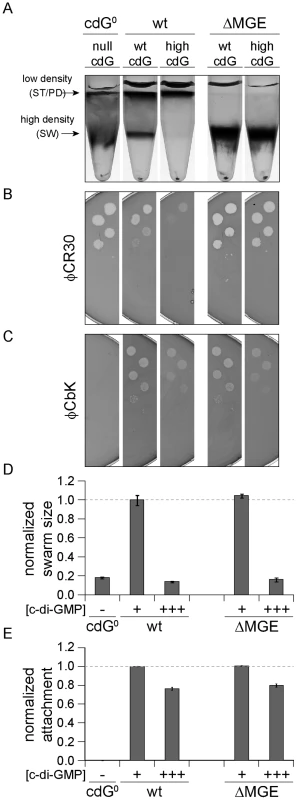 Cell density and φCR30 phage sensitivity are regulated by c-di-GMP via a mobile genetic element.