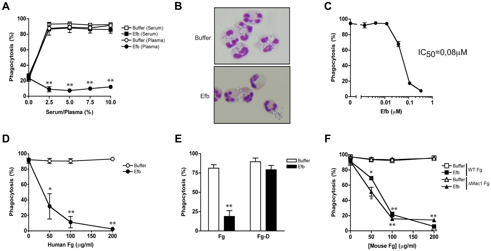 Full-length Efb inhibits phagocytosis of <i>S. aureus</i> in human plasma.