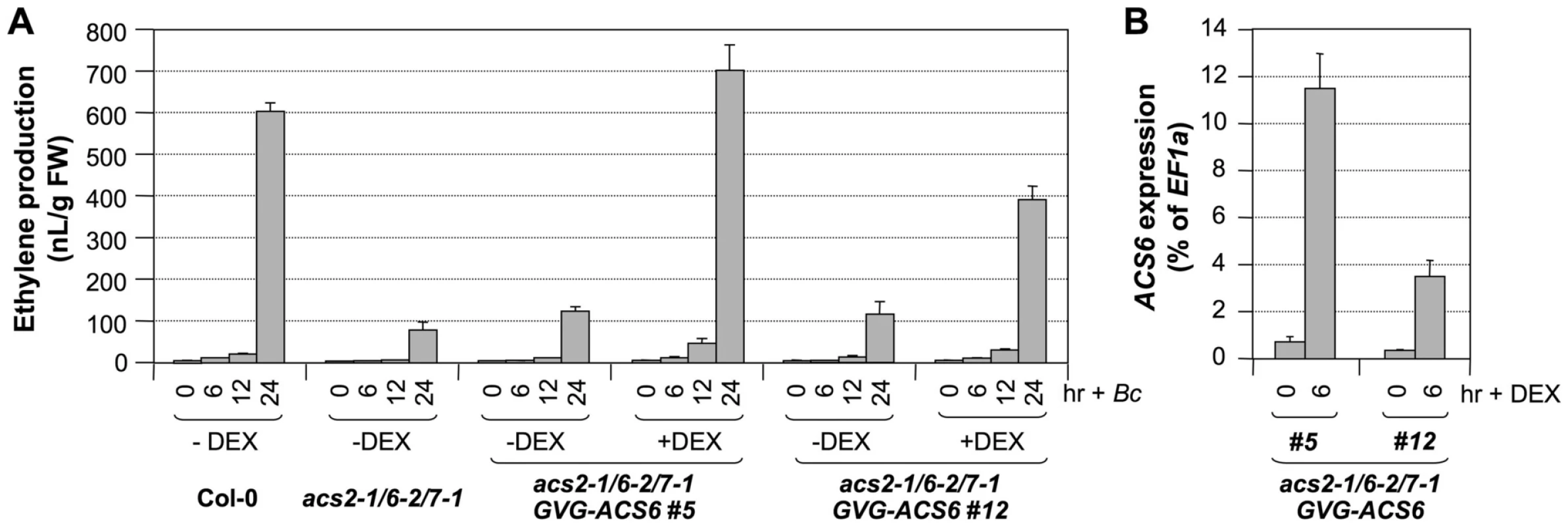 Conditional expression of the <i>ACS6</i> gene in the <i>acs2-1/acs6-2/acs7-1</i> mutant background restores ethylene induction triggered by <i>B. cinerea</i> infection.