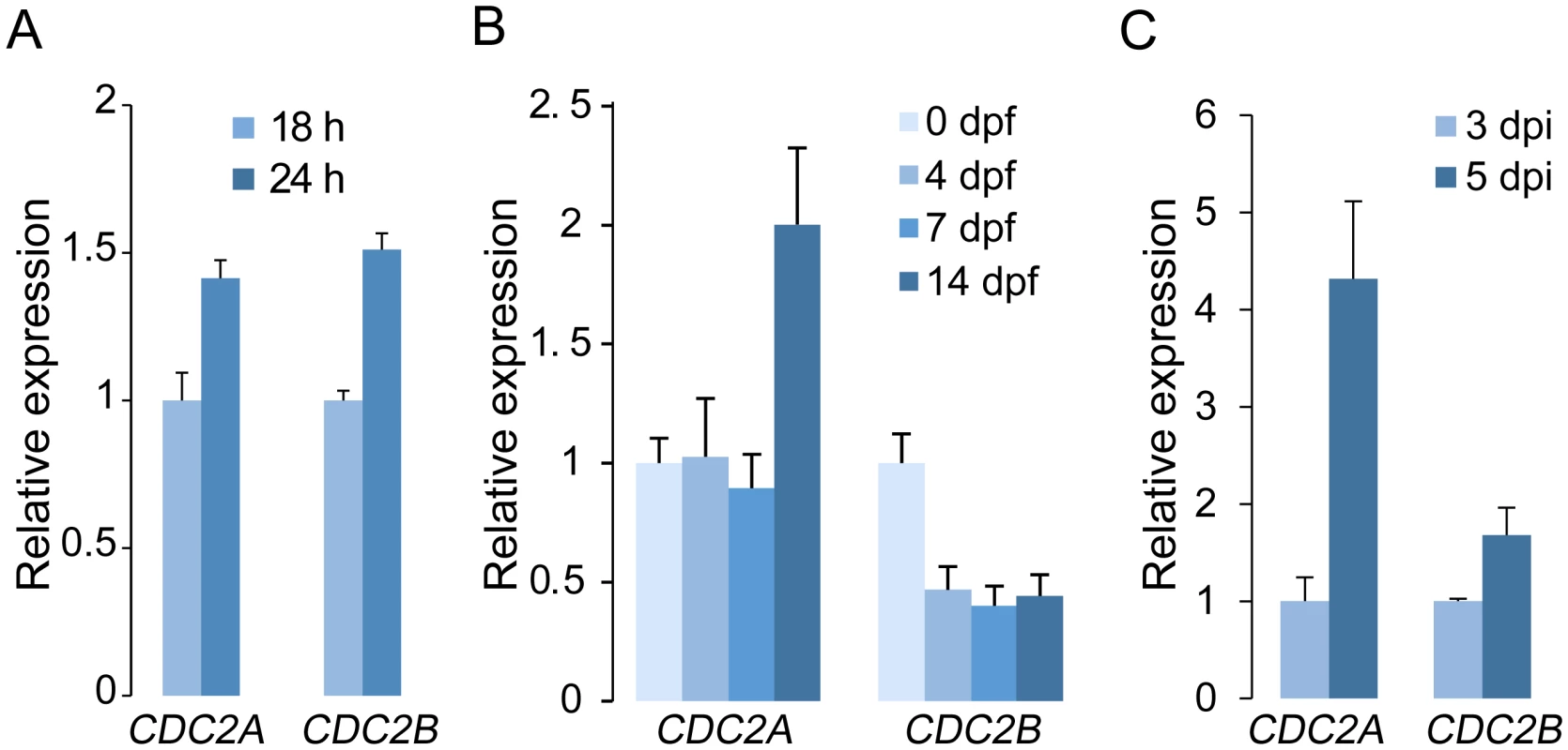 Expression levels of <i>CDC2A</i> and <i>CDC2B</i> assayed by qRT-PCR.