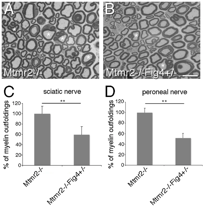 <i>Fig4</i> heterozygosity rescues <i>Mtmr2</i>-null myelin outfoldings.