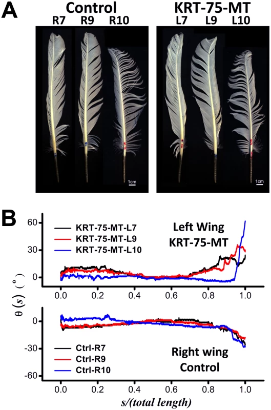 Contrast between feathers that have misexpressed GFP (Control, right wing) and KRT75-MT (left wing).