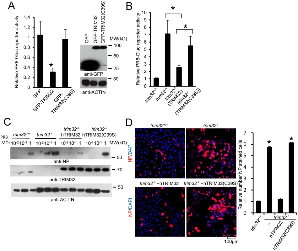 E3 ligase activity is indispensable for TRIM32-dependent against influenza A virus.