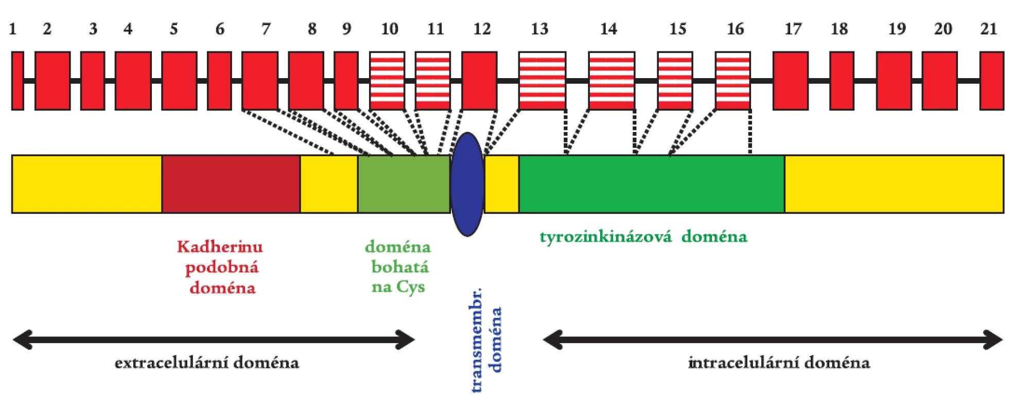 RET proto-onkogen s vyznačenými typickými funkčními doménami.
Gen je tvořen 21 exony, což představuje 55 kb genetického materiálu. Rizikové exony 10, 11, 13, 14, 15, a 16 pro vznik MTC jsou vyznačeny šrafovaně.