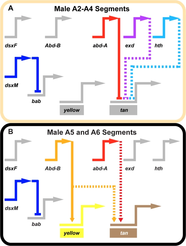Gene network models for unpigmented and pigment abdominal segments.