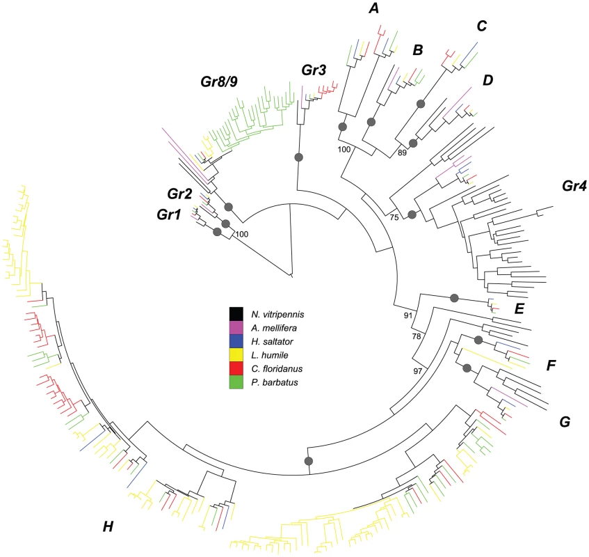Phylogenetic relationships of Hymenoptera <i>Gr</i> genes.