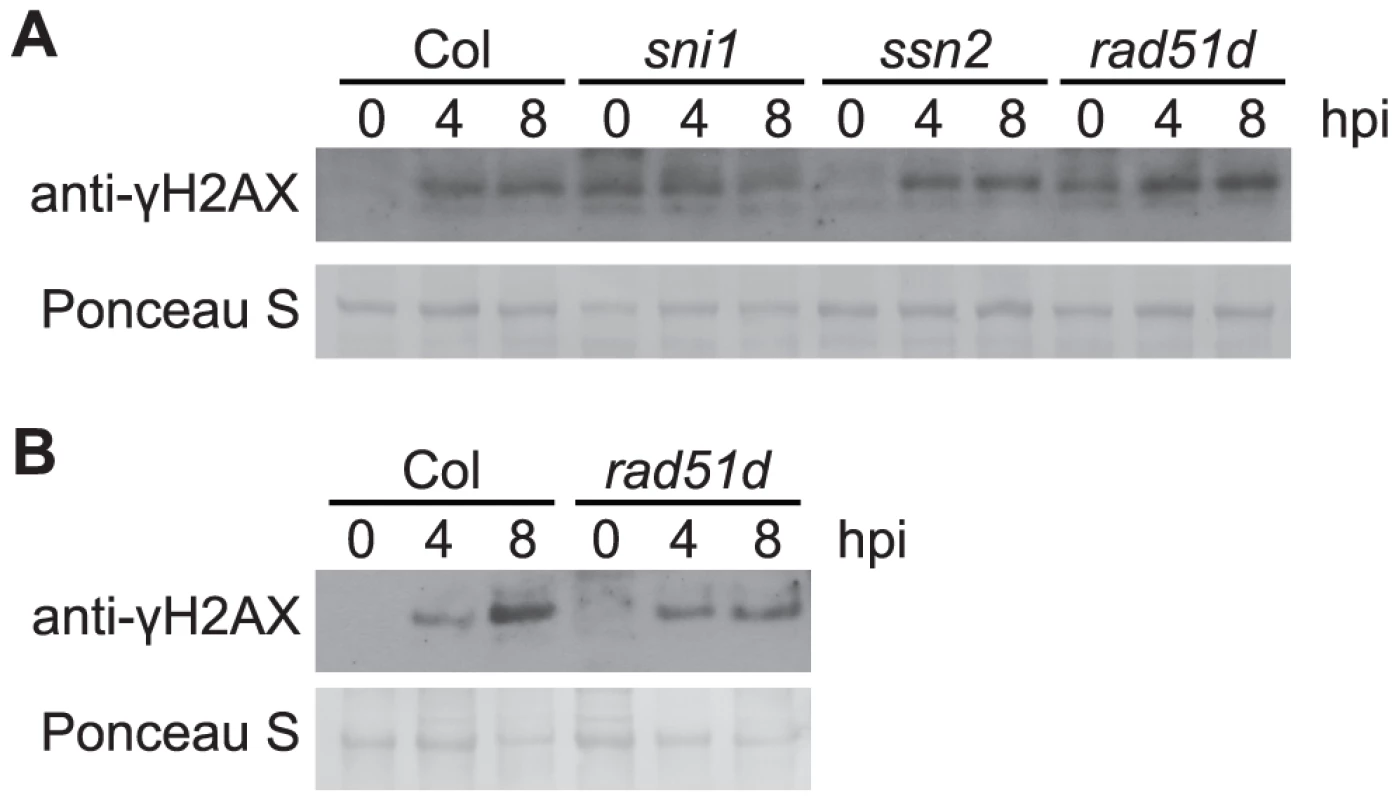 <i>Pst</i>-induced γ-H2AX accumulation in mutants involved in homologous-recombination pathway.