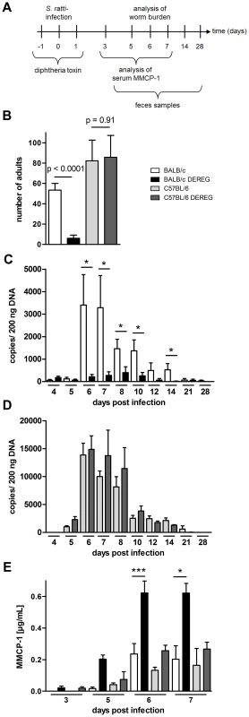 Increased resistance to S. <i>ratti</i> infection in Treg-depleted BALB/c DEREG but not in C57BL/6 DEREG mice.