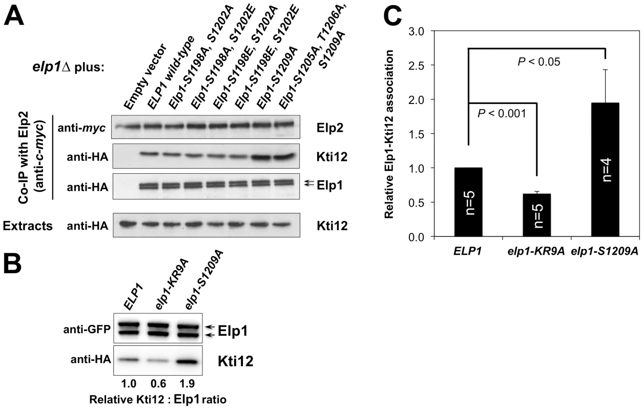 Phosphorylation site mutations in Elp1 lead to changes in Kti12 association with Elongator.
