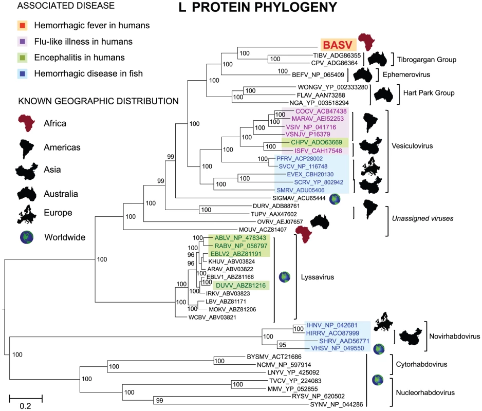 Phylogenetic analysis of the L proteins of BASV and other rhabdoviruses.