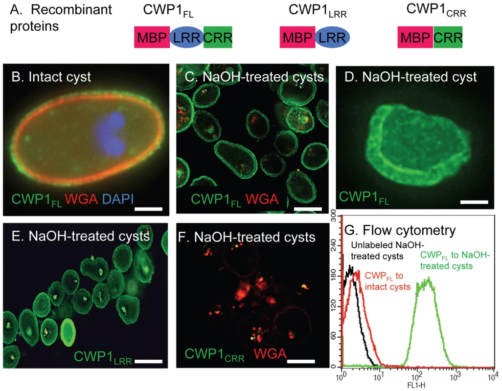 <i>N</i>-terminal Leu-rich repeats of <i>Giardia</i> CWP1 (CWP1<sub>LRR</sub>) form a lectin domain that binds to deproteinated fibrils of the GalNAc homopolymer.