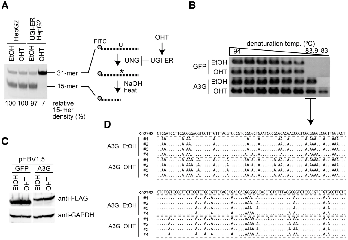 UNG inhibition enhances A3G-induced hypermutation of HBV NC-associated DNA.
