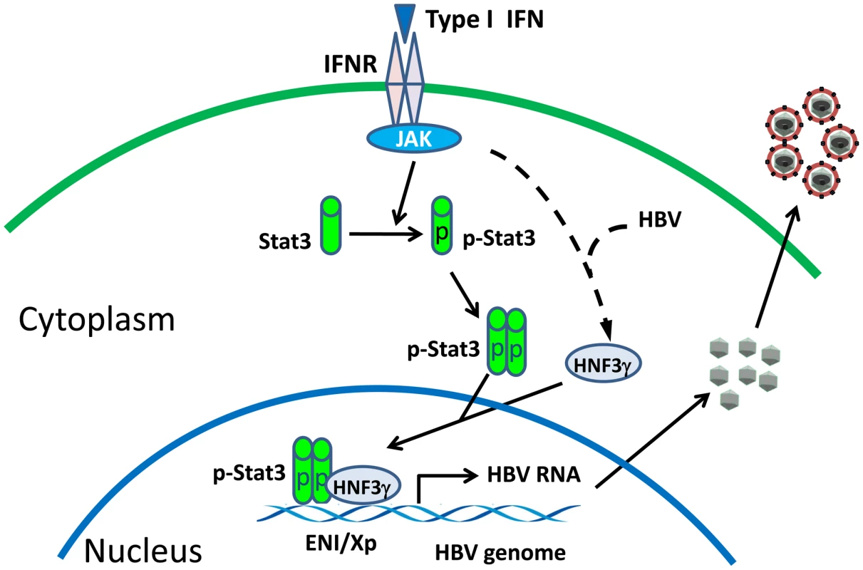 Mechanism of the activation of HBV replication by IFN- α/β when the HBV level is low.
