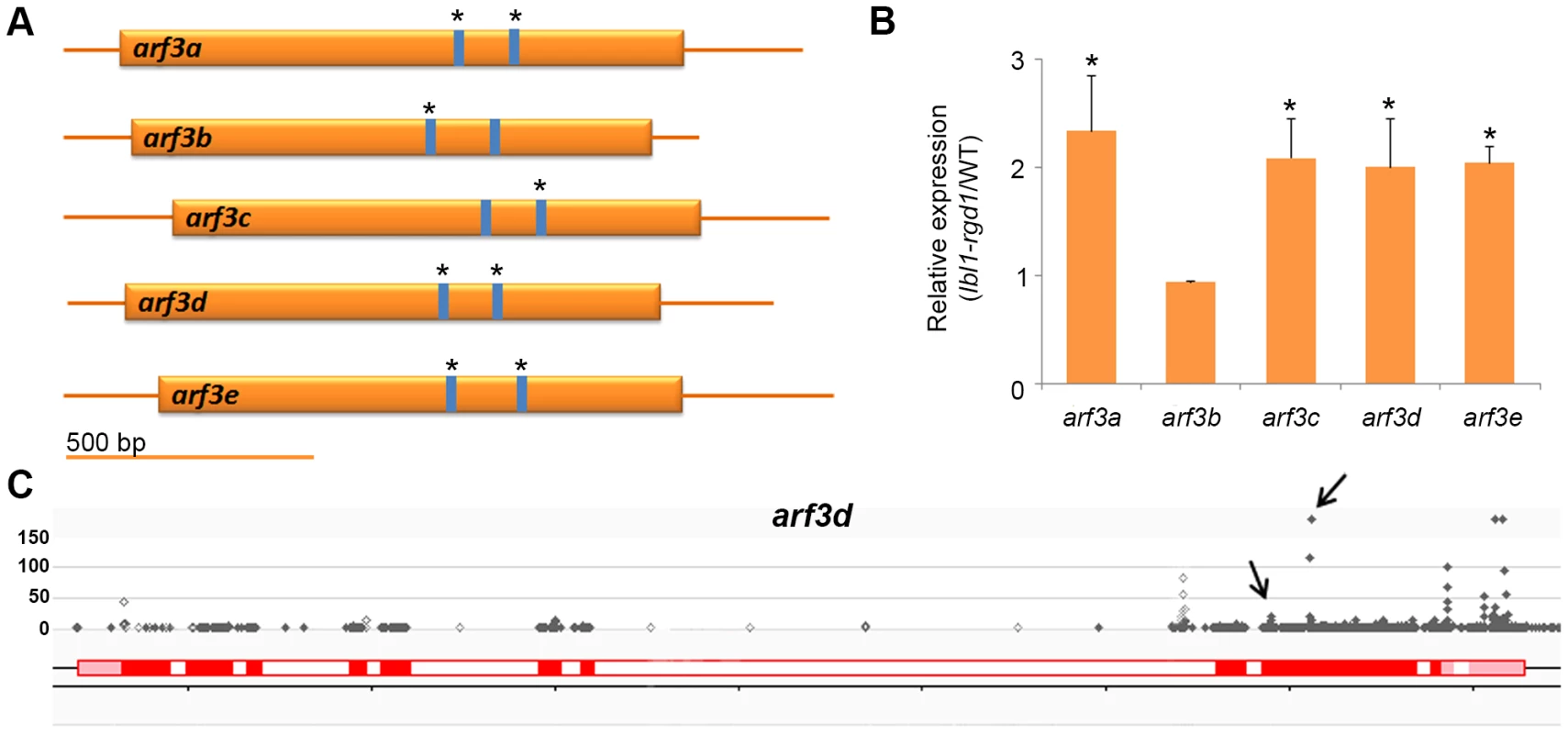 Regulation of <i>ARF3</i> genes by ta-siRNAs in the maize shoot apex.