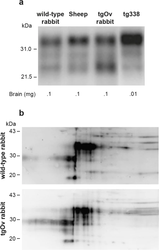 Imunoblot analyses of PrP in the brains of wild-type and ovine PrP transgenic rabbits.