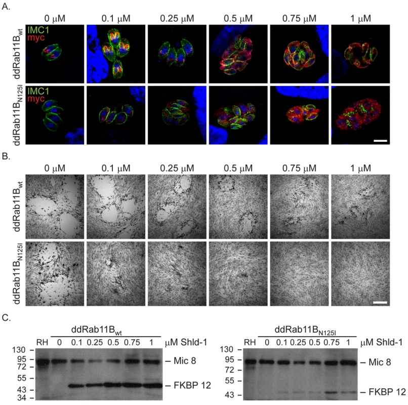 Functional loss of Rab11B results in the disruption of the daughter cell IMCs.