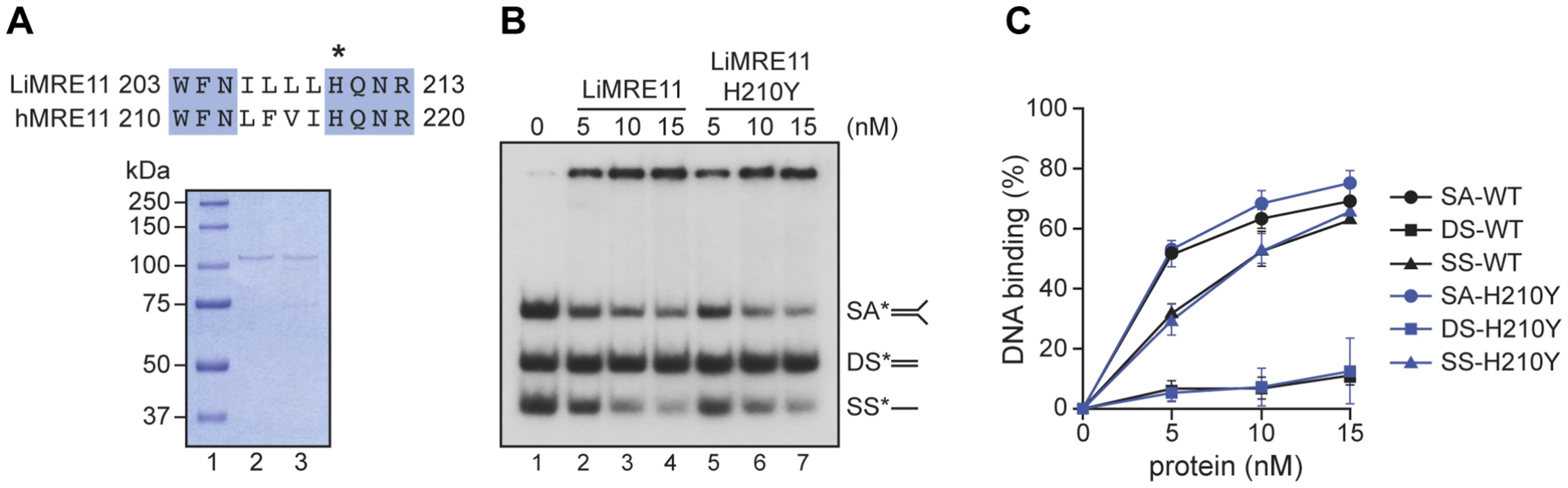 Purification and DNA binding of the <i>L. infantum</i> MRE11 protein.