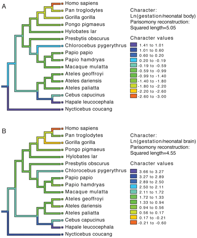 Phylogenetic analysis of brain size, body size, and gestational length in primates.