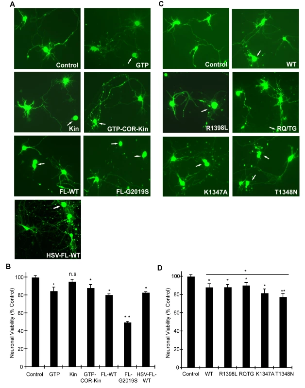 GTPase activity modulates LRRK2-induced neuronal toxicity.