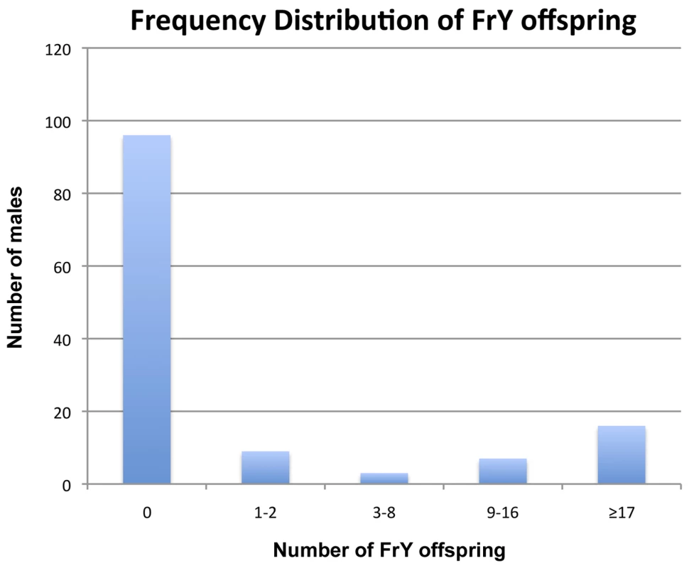 Frequency distribution of &lt;i&gt;FrY&lt;/i&gt; offspring produced by individual heat-shocked &lt;i&gt;y w 70FLP/DcY, H1&lt;/i&gt; males.