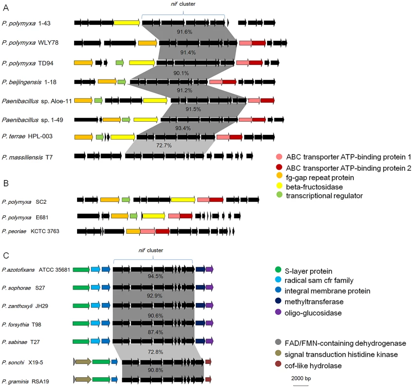 Synteny of the chromosomal regions flanking the <i>nif</i> gene cluster among each sub-group.