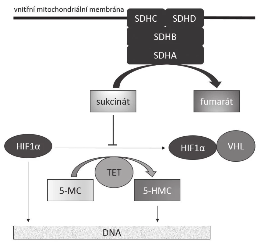 Mechanizmus onkogeneze SDHB-deficientních GISTů
Funkční komplex SDH zakotvený ve vnitřní mitochondriální membráně katalyzuje přeměnu sukcinátu na fumarát. Akumulace sukcinátu, k níž dochází při deficienci katalytické aktivity enzymu, má za následek jednak stabilizaci transkripčního faktoru HIF1α v aktivním stavu, což vede k transkripci genů zúčastněných v angiogenezi (jako třeba VEGF), jednak k inhibici dioxygenáz z rodiny TET. Tím dochází k nedostatečné hydroxylaci 5-metylcytozinu na 5-hydroxymetylcytozin s následnou změnou struktury metylace DNA vedoucí k aberantní expresi genů.
SDHA, SDHB, SDHC, SDHD: jednotlivé hlavní podjednotky sukcinátdehydrogenázy (SDH)
HIF1-α: hypoxií inducibilní faktor 1α
VHL: proteinový produkt genu VHL (von Hippel – Lindau)
TET: rodina proteinů TET („Translocated in liposarcoma, Ewing‘s sarcoma and TATA-binding protein-associated factor 15“, tedy TLS/FUS,
EWS, TAF15)
5-MC: 5-metylcytozin
5-HMC: 5-hydroxymetylcytozin