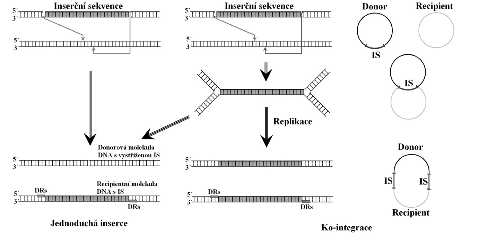 Mechanismy přenosu inserční sekvence mezi jednotlivými molekulami DNA. DRs – generované repetice. Volně podle [32]
&lt;b&gt;Fig. 2. &lt;/b&gt;Mechanisms of insertion sequence transfer between DNA molecules. DRs – generated repeats. Based on [32]