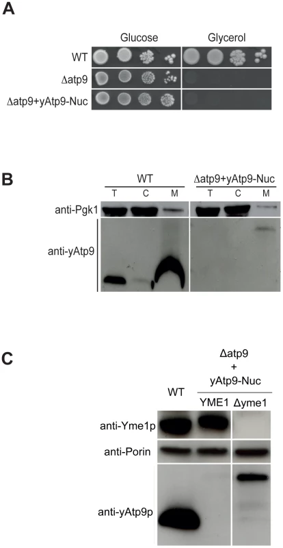 A nuclear version of the yeast mitochondrial <i>ATP9</i> gene fails to complement the <i>Δatp9</i> yeast.
