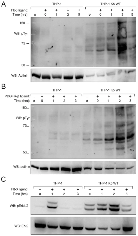 K5 WT-THP-1 cells are more responsive to Flt-3 and PDGF-ß-induced signaling and have increased Erk activation.