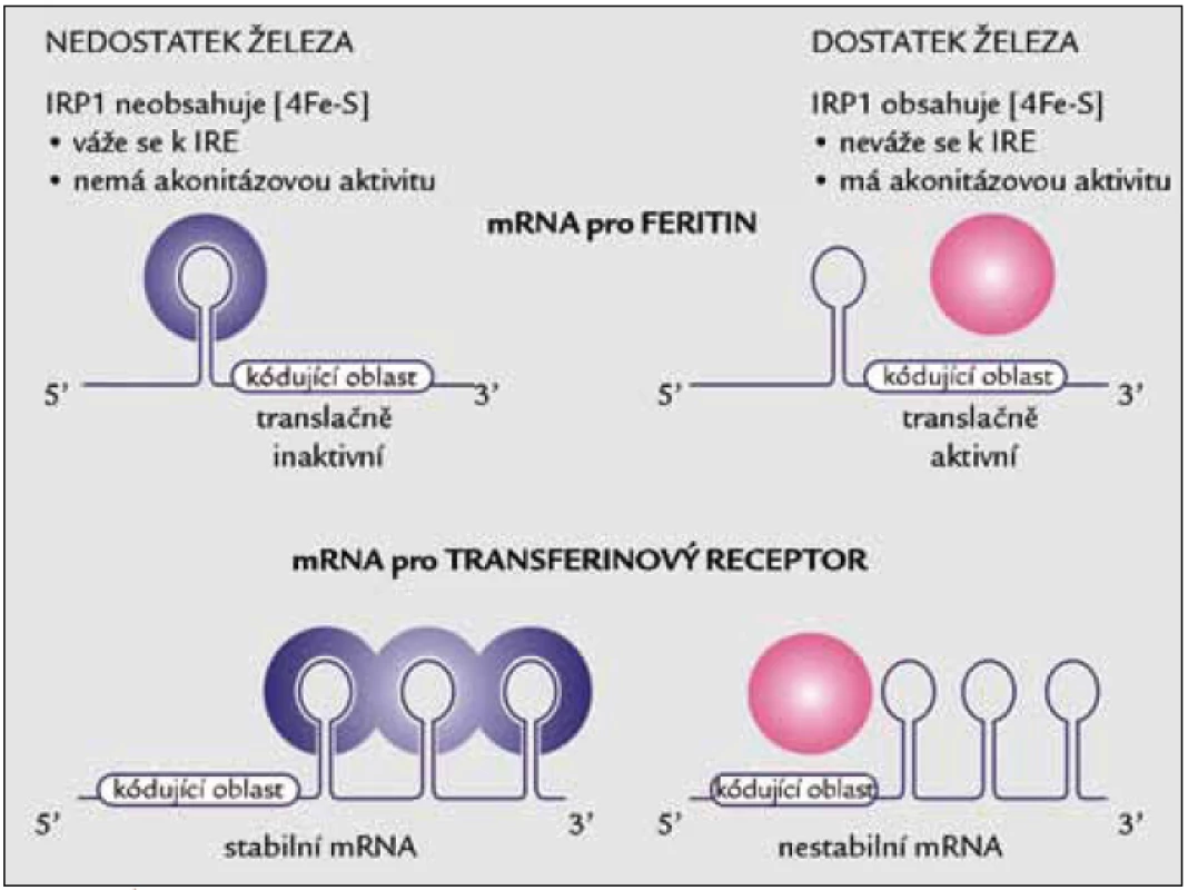 Úloha IRP1 v regulaci translace mRNA pro feritin a stability mRNA pro transferinový receptor.
Za nedostatku železa se IRP1 váže na vlásenkovitou oblast označovanou jako IRE (iron responsive element) v 5’ nepřekládané oblasti (UTR) mRNA pro feritin nebo na pět kopií IRE elementu v 3’ nepřekládané oblasti mRNA pro transferinový receptor.