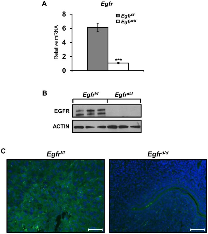 <i>Egfr</i> is effectively ablated in the murine uterus.