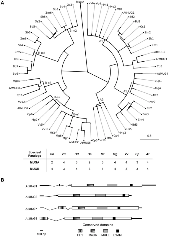 <i>MUSTANG</i> phylogeny and gene structure in <i>A. thaliana</i>.