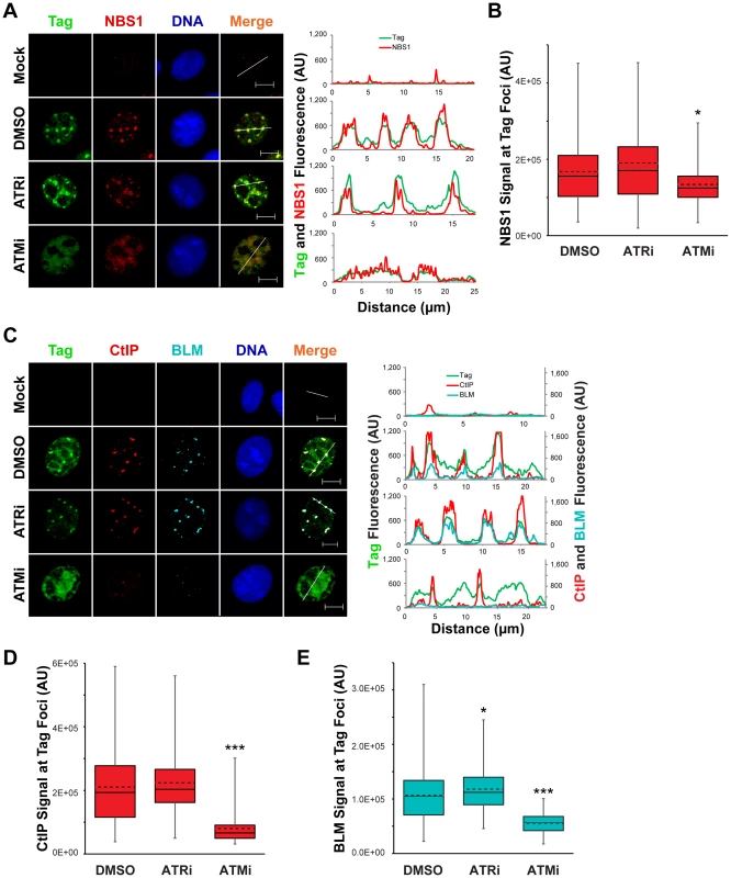 Localization of 5′ to 3′ DNA end resection proteins is promoted by ATM kinase.