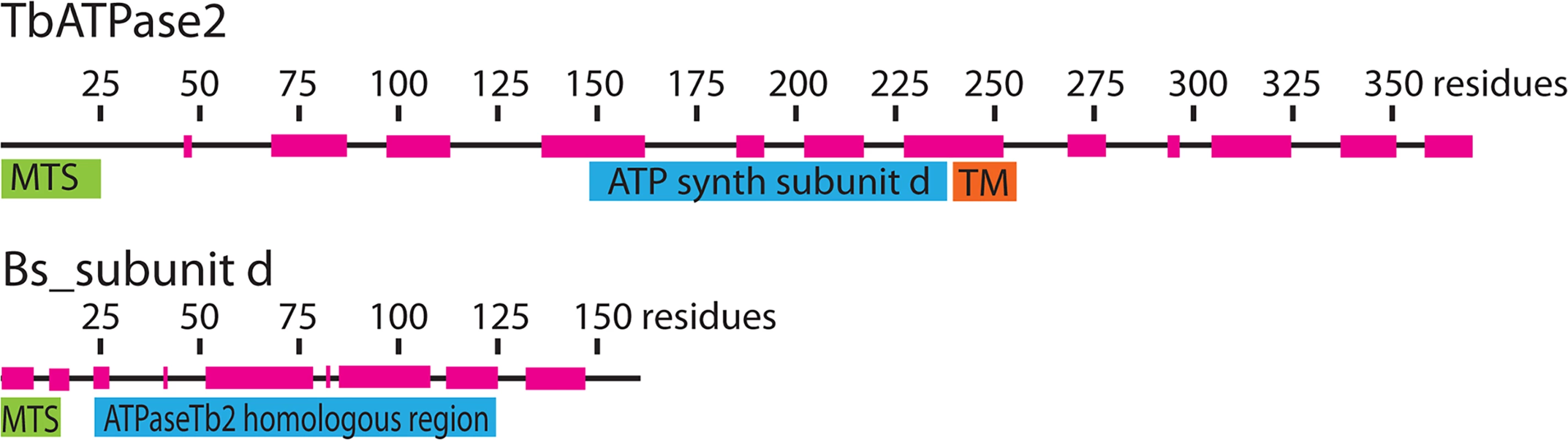 Bioinformatics reveal that ATPaseTb2 possesses a region of low homology to ATPase subunit d.