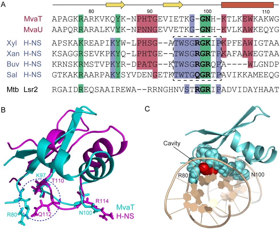 Sequence alignments and structural comparisons of MvaT<sub>ctd</sub> with AT-hook-like motif containing DNA-binding domains.