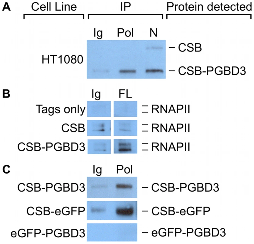 CSB-PGBD3 and CSB-eGFP co-immunoprecipitate with RNA polymerase II (RNAPII).