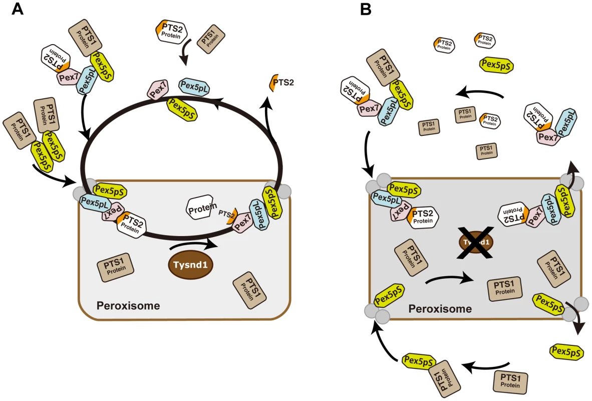 Proposed model of PTS2-protein import into peroxisomes in presence or absence of Tysnd1.