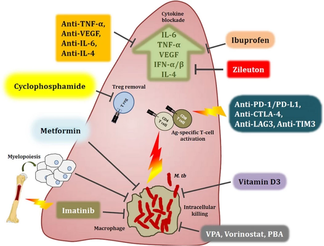 Host-directed therapies aimed at modulating immune responses in the tuberculous lung. Overt immune responses characterise the pathological outcome in tuberculosis (TB). Neutralisation of pro-inflammatory cytokines such as IL-6, TNF-α, VEGF and IFN-αβ, as well as anti-inflammatory IL-4 during severe pulmonary disease may help reduce ongoing parenchymal damage in the lung. Alternatively, suboptimal activation of anti-TB immune responses due to regulatory T cell activity can be reversed by the use of the anti-cancer drug cyclophosphamide. Drugs with anti-TB potential, such as metformin, imatinib, ibuprofen, zileuton, valproic acid, and vorinostat as well as nutraceuticals such as vitamin D3 not only abate bacterial burden via host-dependent mechanisms, but may also fine-tune the immune response to Mycobacterium tuberculosis (M. tb). These drugs increase phagocytosis of extracellular bacteria, improved emergency myeloid response and increased autophagic and apoptotic killing of bacteria, subsequently editing the T cell response in favour of the host. Immune checkpoint inhibition with blockade of the PD-1/PD-L1, CTLA-4, LAG3 and TIM3 pathways may improve the quality of the cellular immune response to M. tb epitopes, as seen in cancer. A more complete list of currently pursued host-directed therapies for TB can be found in Table 1. Abbreviations: VPA, valproic acid; PBA, phenylbutyrate; PD-1, programmed cell death 1; PD-L1, PD-1 ligand 1; CTLA-4, cytotoxic T lymphocyte-associated antigen 4; LAG3, lymphocyte-activation gene 3; TIM3, T cell immunoglobulin and mucin domain 3