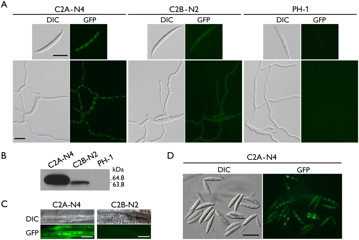 Expression and subcellular localization of Cdc2A-GFP and Cdc2B-GFP fusion proteins.