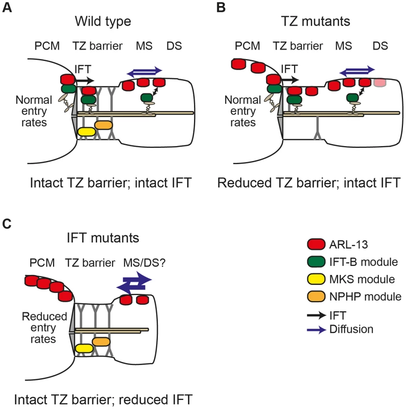 Model of differential roles for IFT and transition zone modules in defining the <i>C. elegans</i> ARL-13 ciliary membrane subdomain.